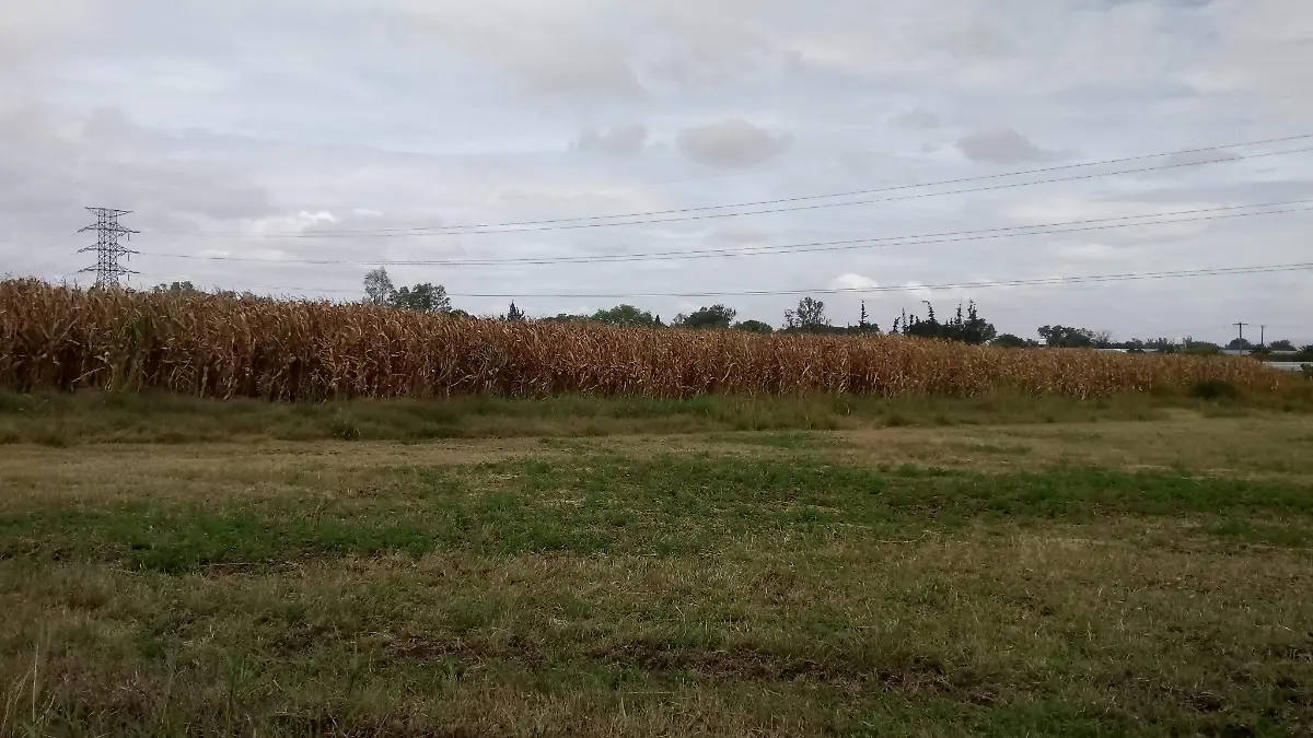 Desaparecen apoyos para el campo y provoca focos rojos por crisis en el sector.  Rosal_a